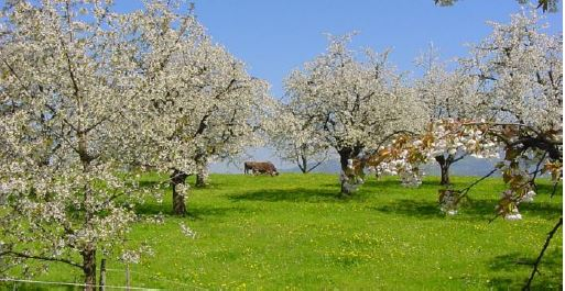 BildInfoabendHochstamm